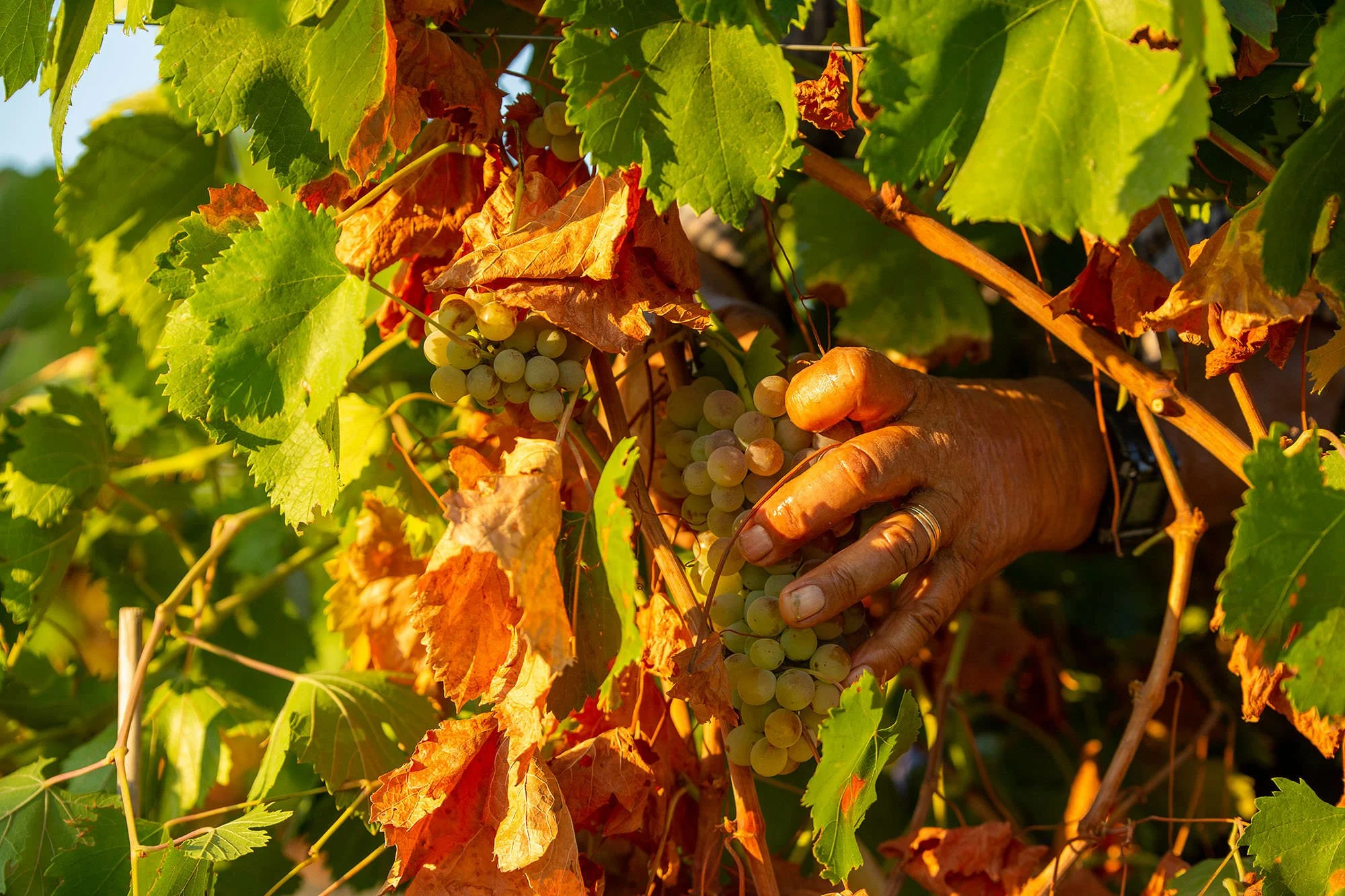 Harvesting grapes by hand