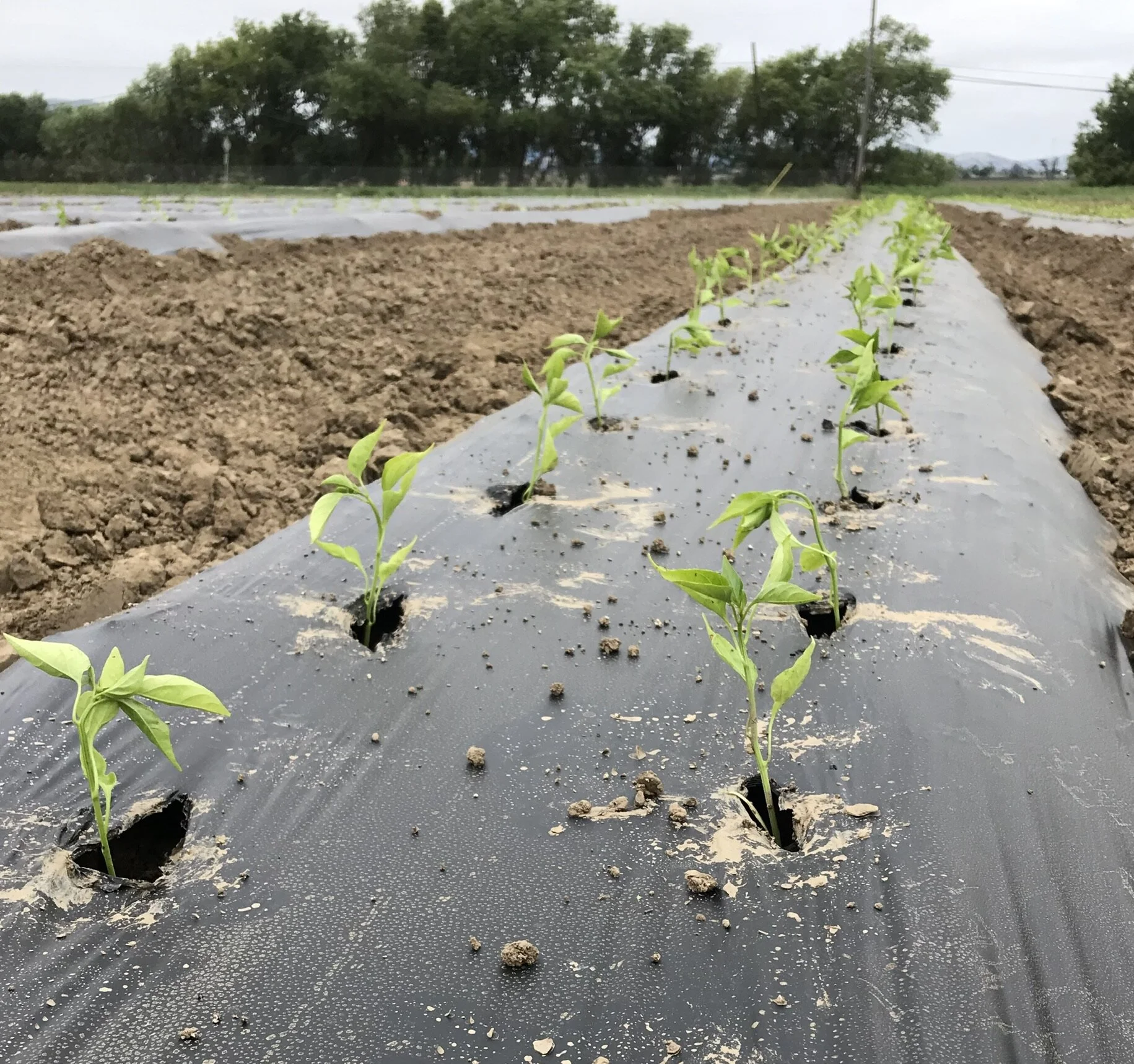 About — Berry Island Farms