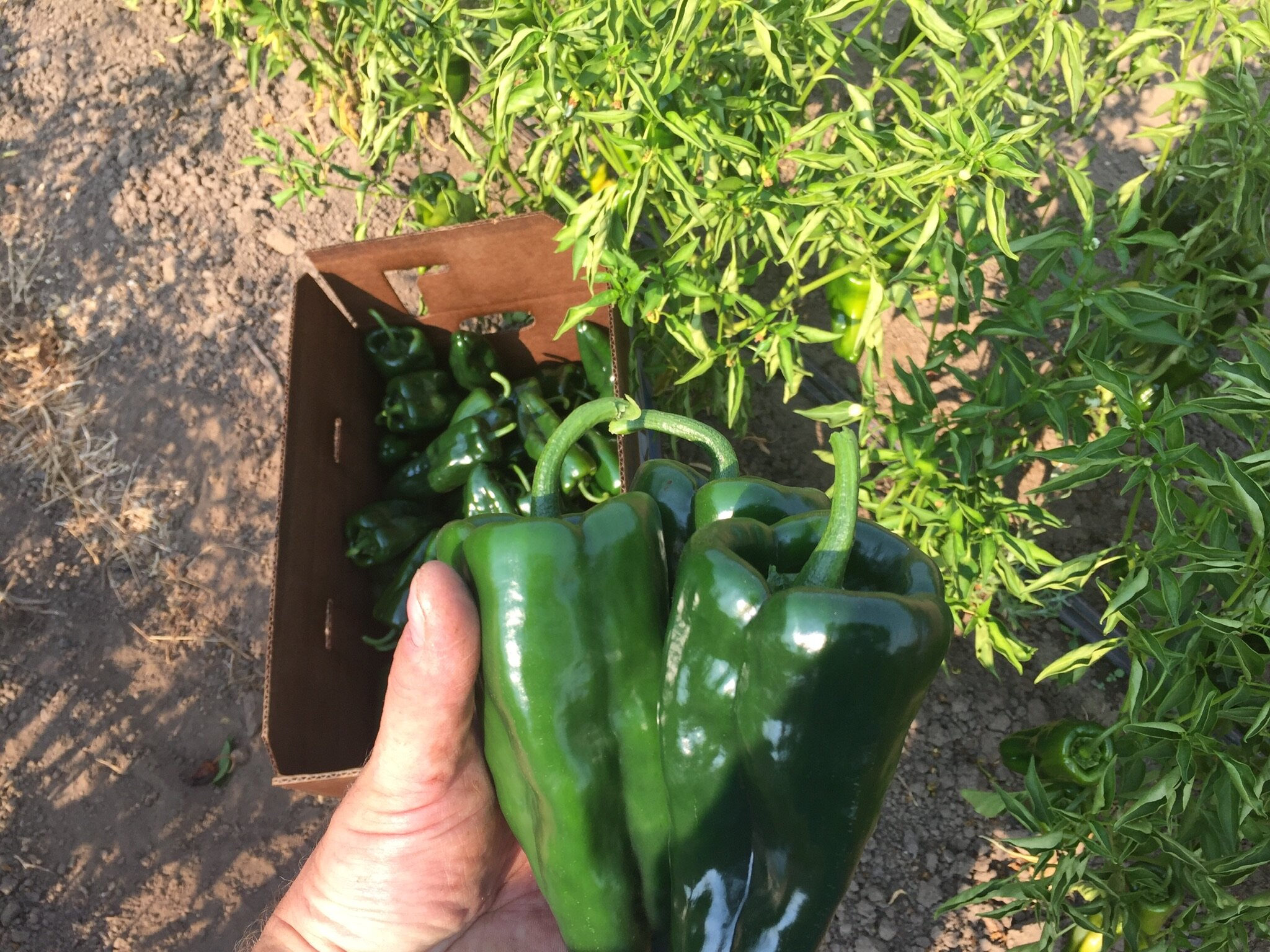 About — Berry Island Farms