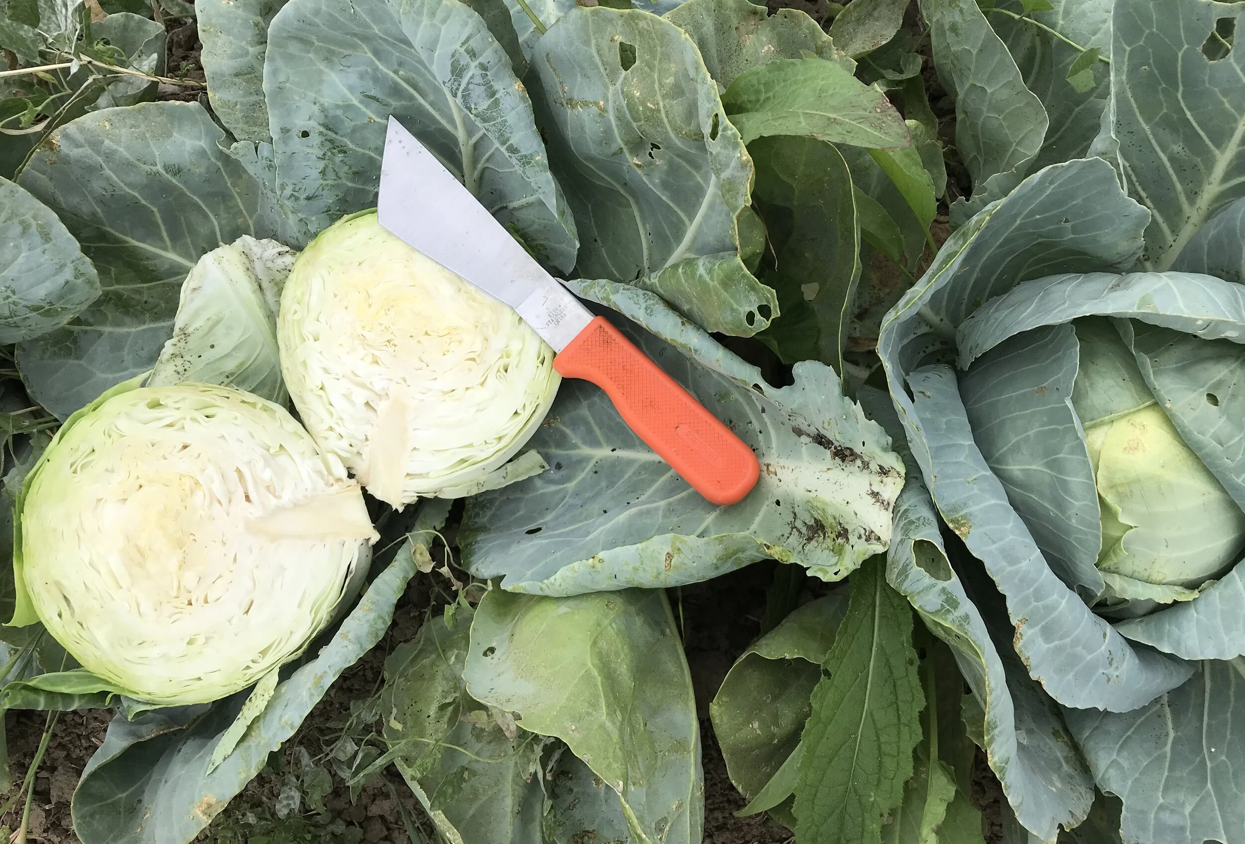 Products — Berry Island Farms