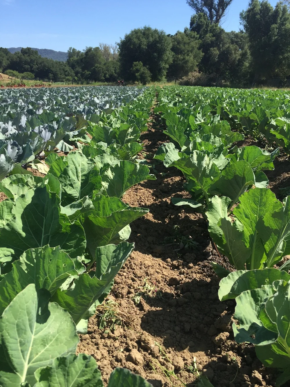 About — Berry Island Farms