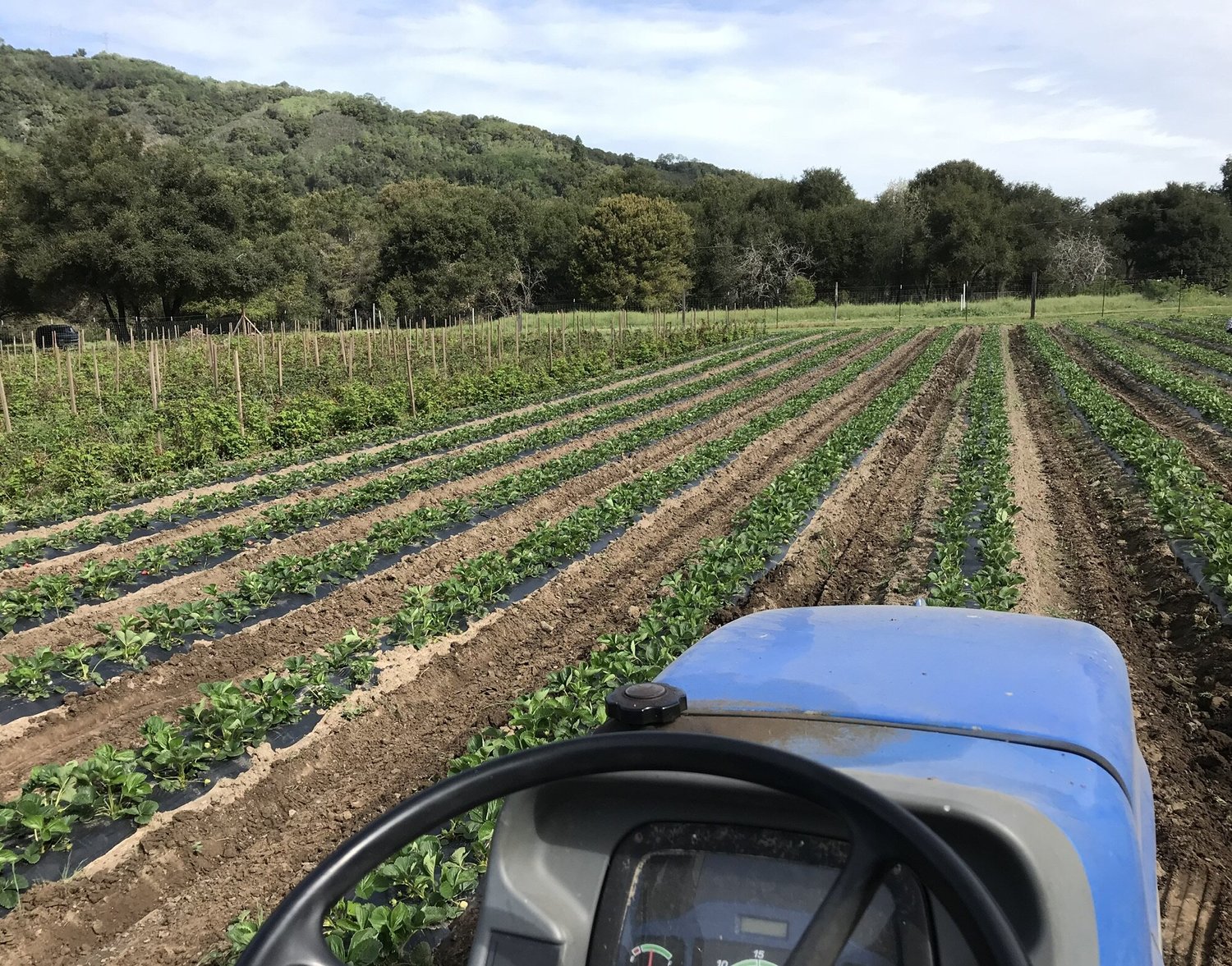 Contact Us — Berry Island Farms