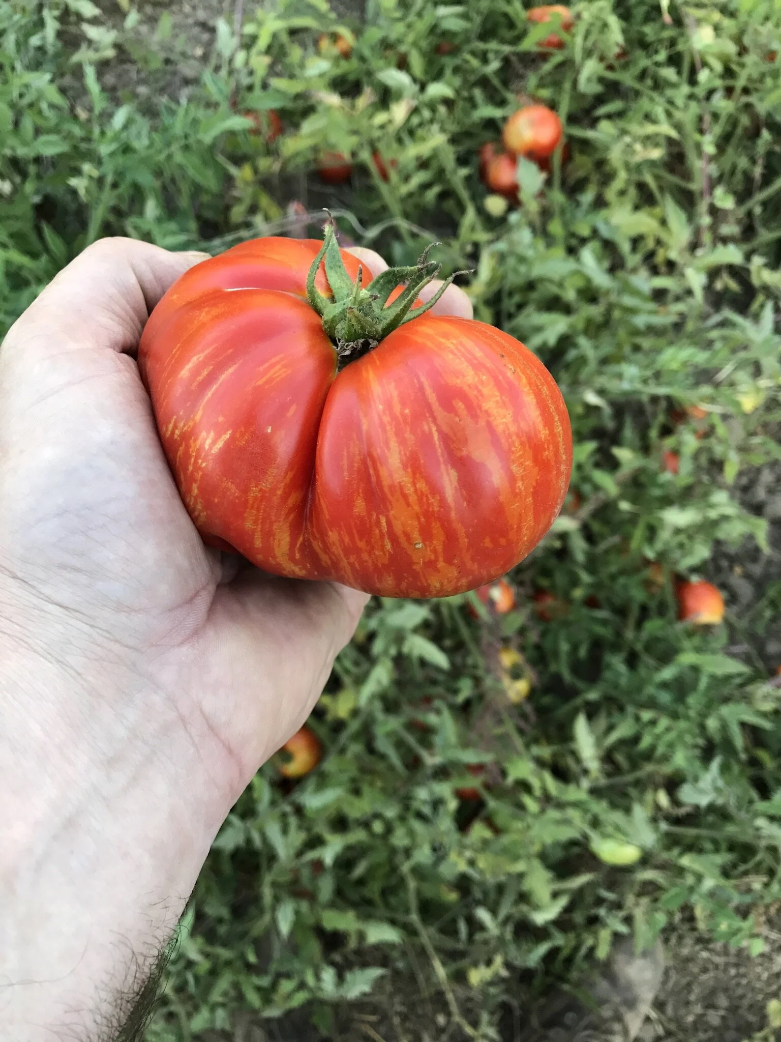 About — Berry Island Farms