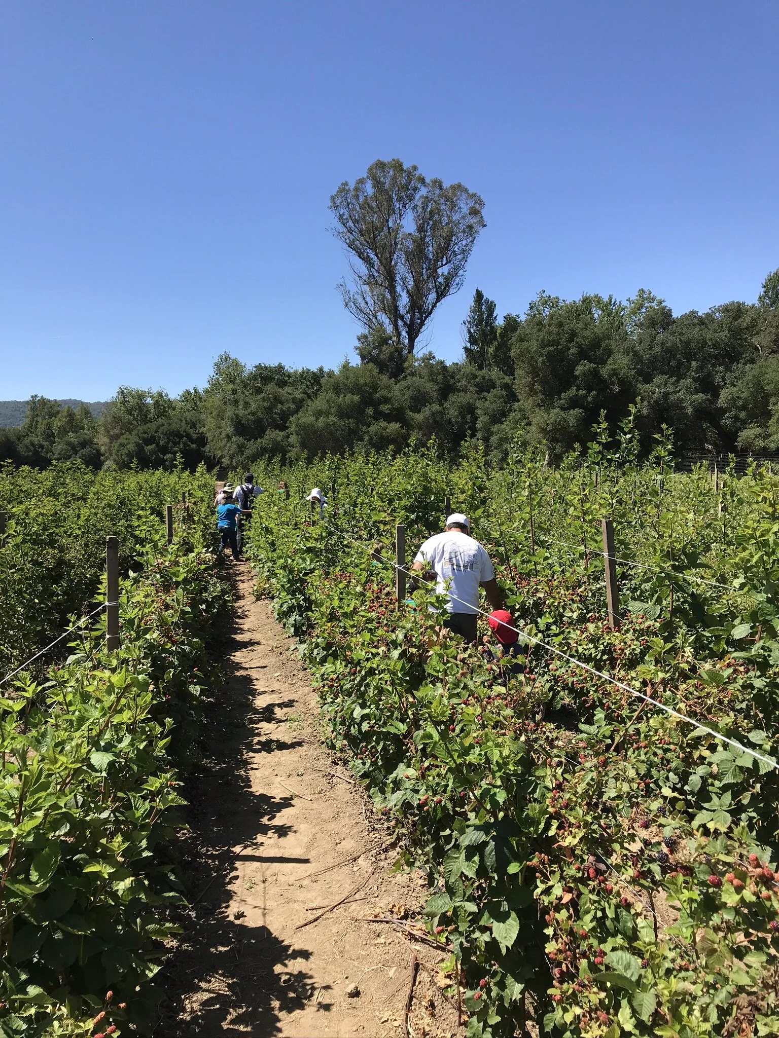 About — Berry Island Farms