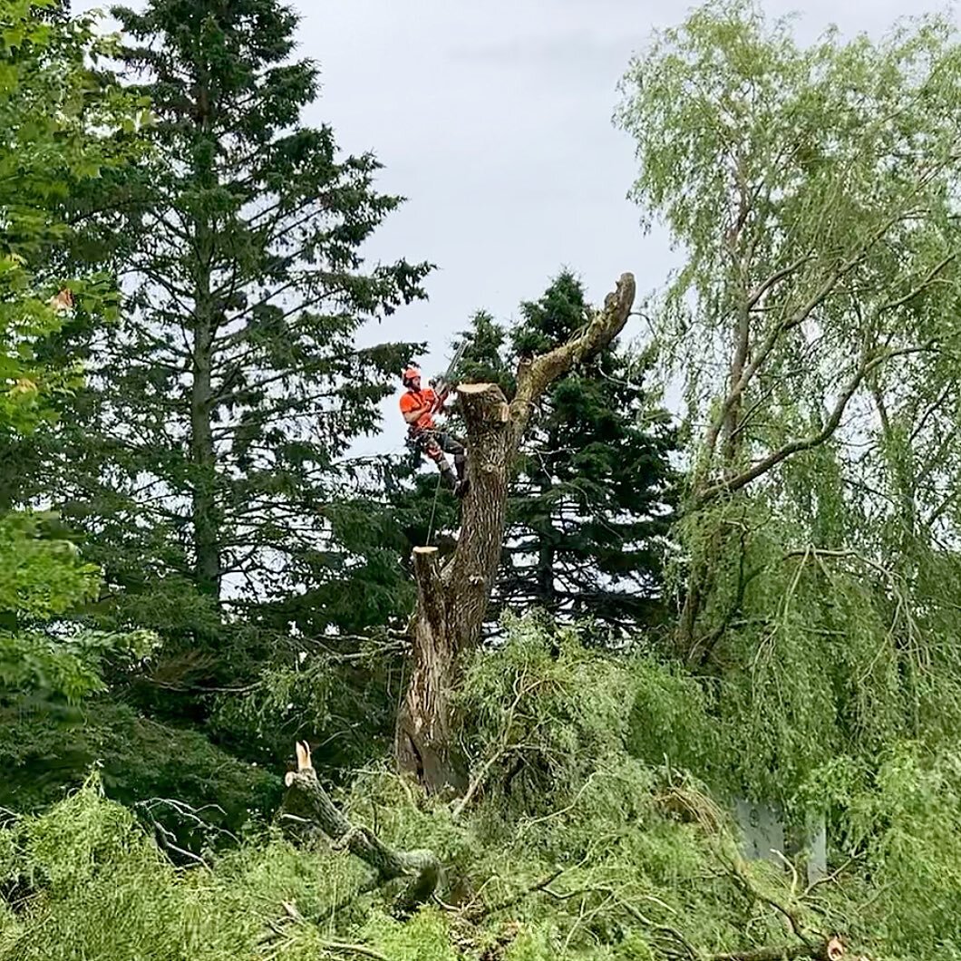 🍃🍃🍃 A little off the top. #arblife #atlantictreesolutions #cloggernz #cloggerascends #572xp #cannonbarworks #willowtree #trurobuzz #treeremoval #hazardtree photo: @j.r_forestry