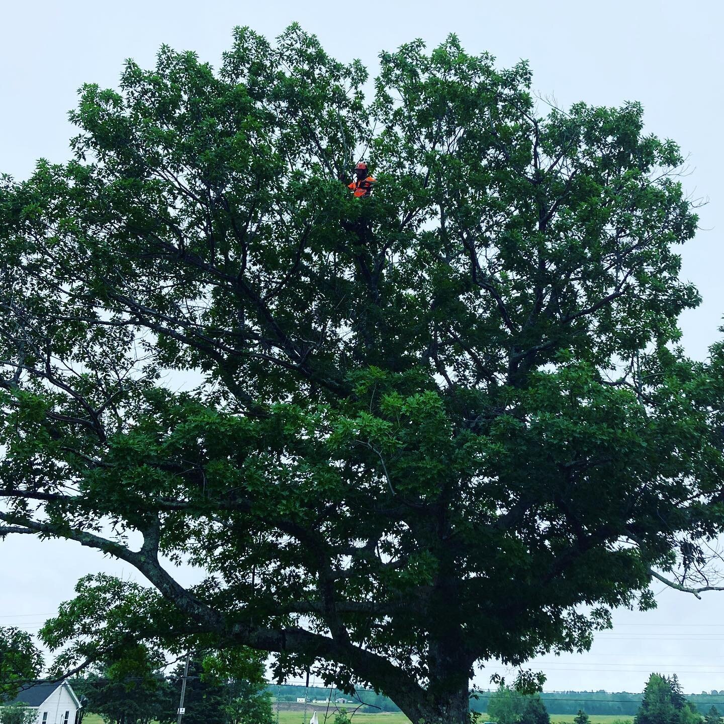 Had to work for it in this slippery Oak deadwood. #arblife #redoak #arborist #treeclimber #treepruning #trurobuzz #atlantictreesolutions #getoutside photo: @j.r_forestry