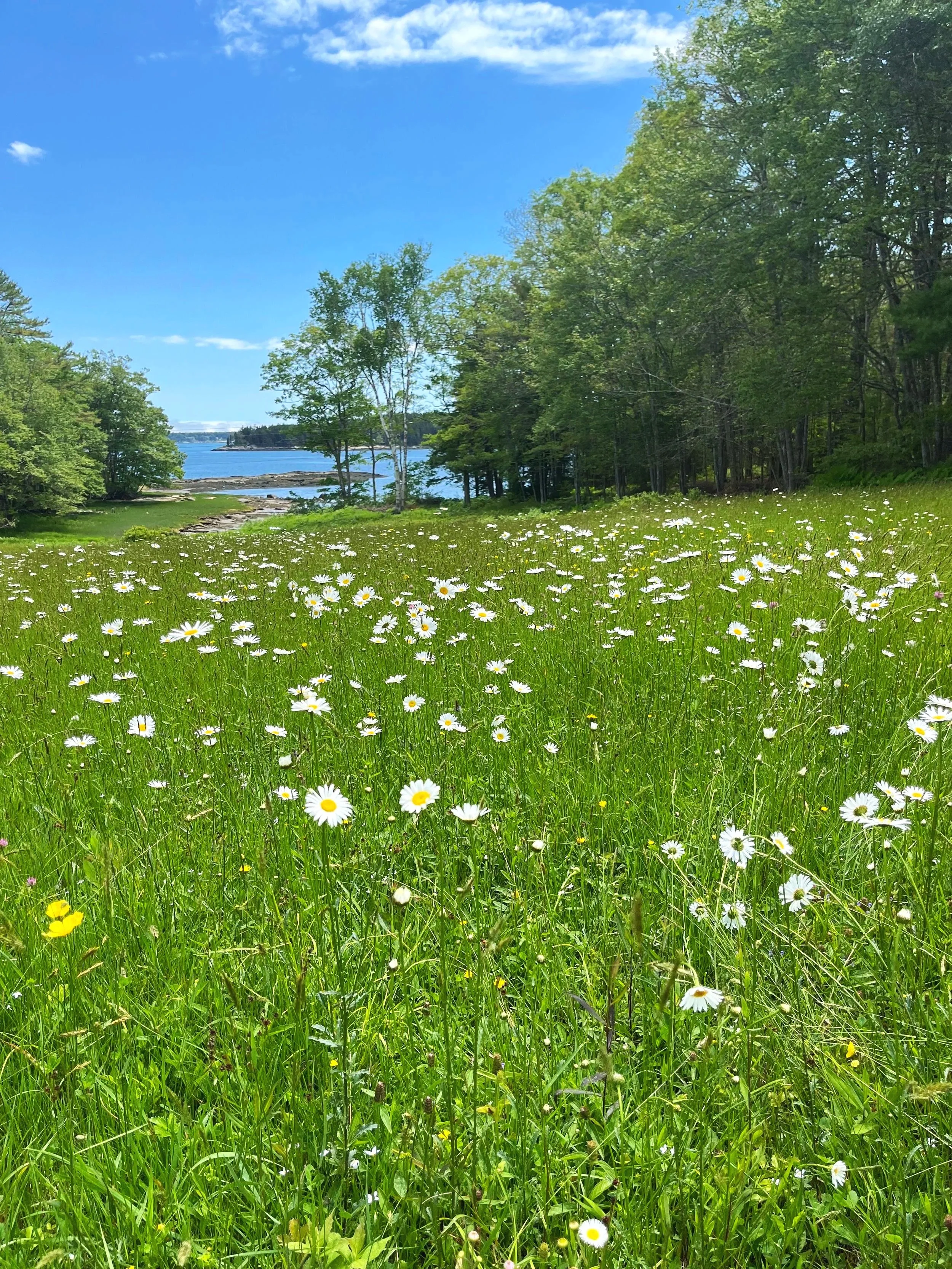 A lush green field filled with white daisies near a body of water, with trees along the shoreline under a blue sky with some clouds.