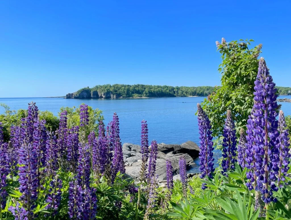 Purple lupine flowers and green foliage along a rocky shoreline with a calm blue lake and forested land in the background under a clear blue sky.