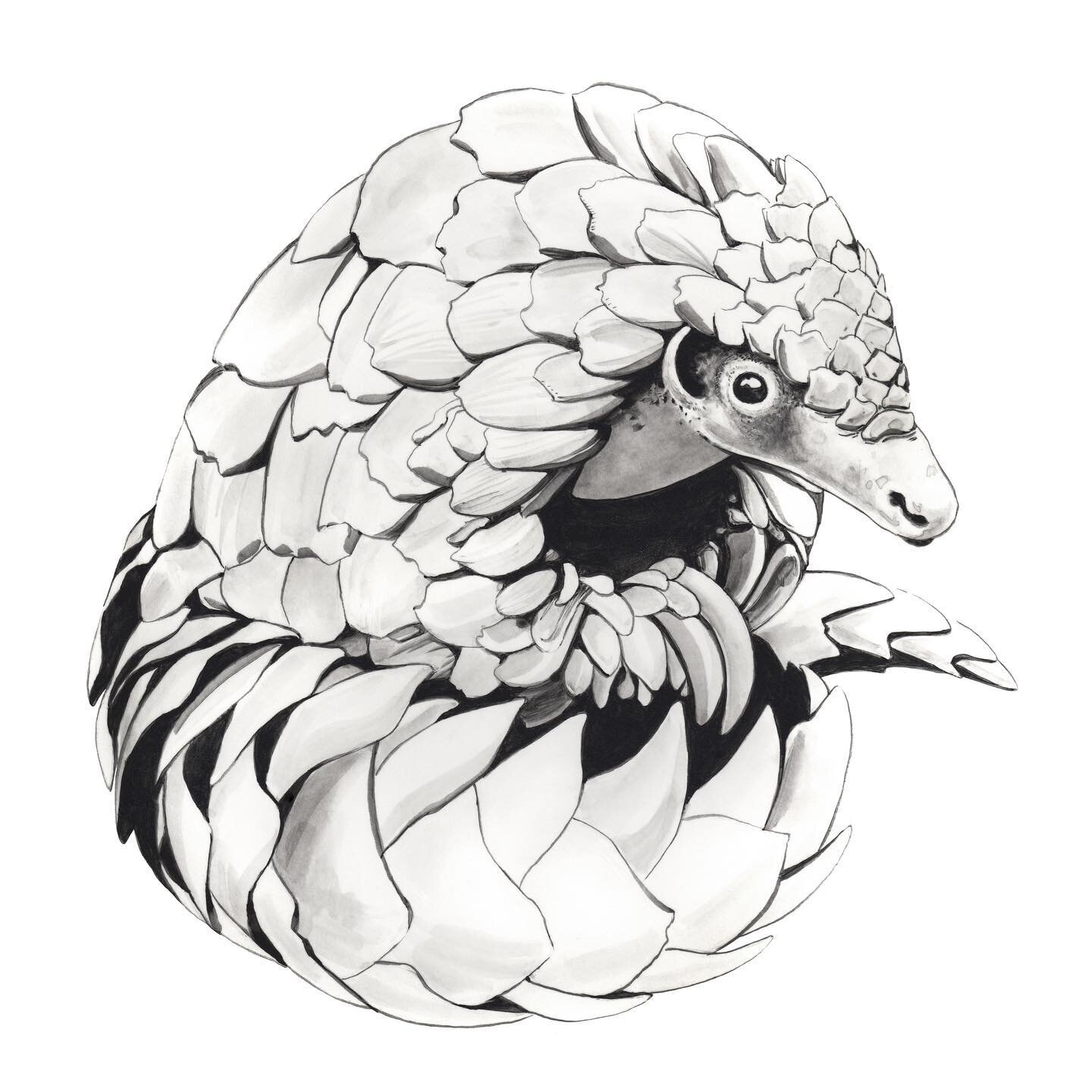 #WorldPangolinDay is coming up on Feb. 20th. Follow @dswfwildlifeart all month long for beautiful pangolin art, conservation information and learn how they are teaming up with artists to help fight wildlife extinctions across Africa &amp; Asia.