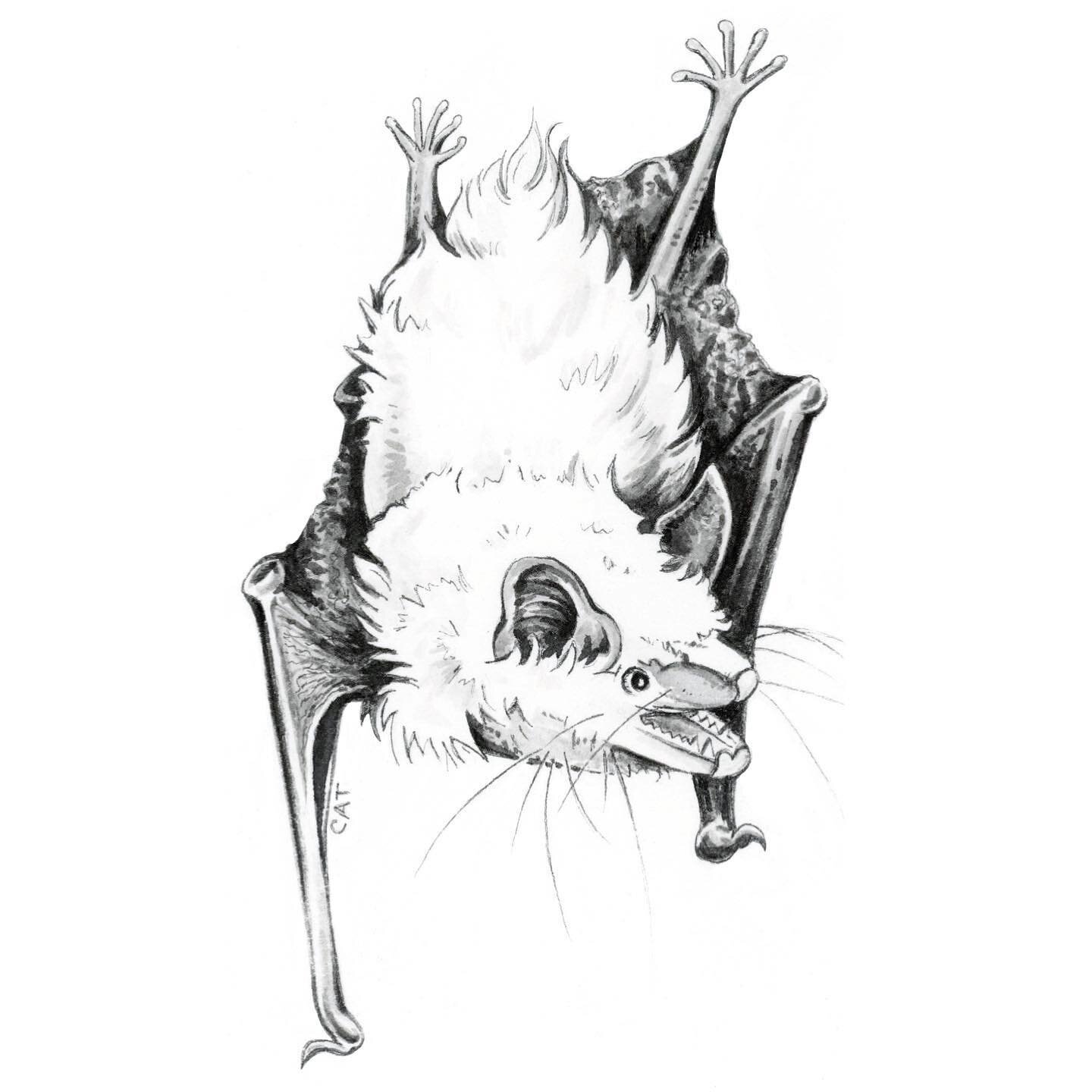 Commission slots are getting filled 🗓✅ Ready to secure your slot? Send an DM or Email my way.
::
Big Brown Bat, 5x7inches (ink on paper)