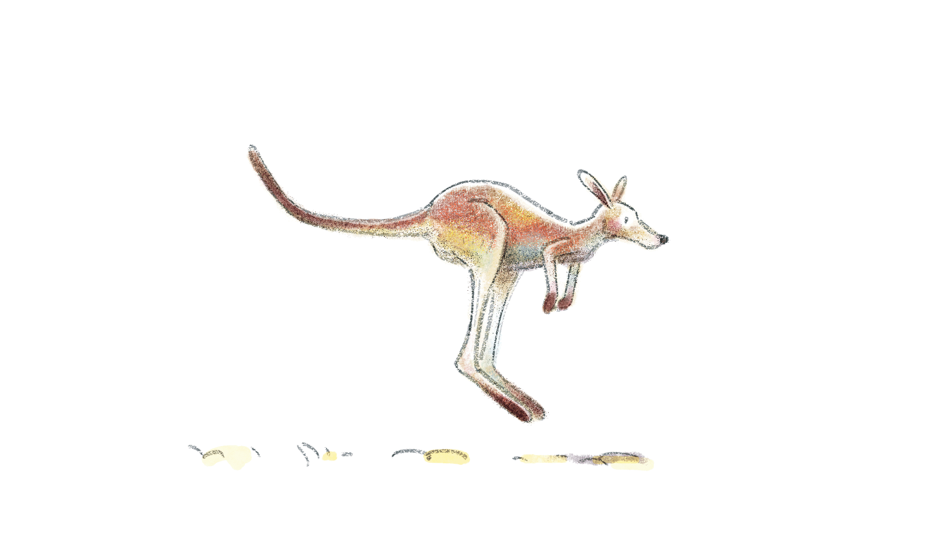 The Drought Kangaroo /// Animation