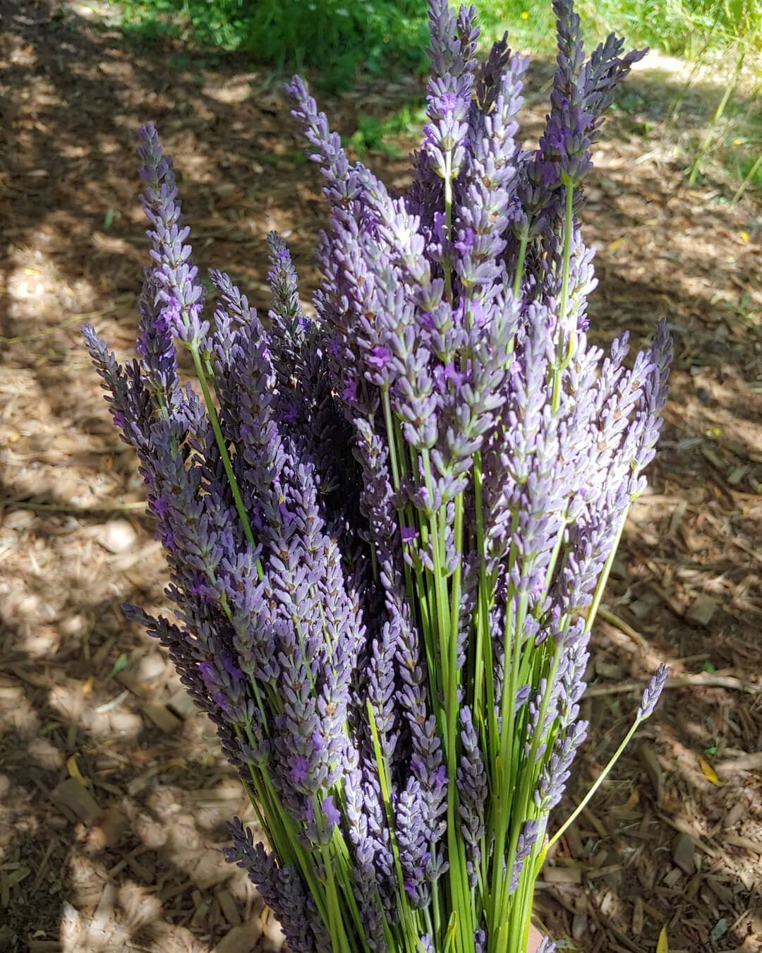 The Grosso lavender is ready now. This is a long stemmed flower with a dark purple color. This has the traditional scent that most people associate with lavender. Enjoy !