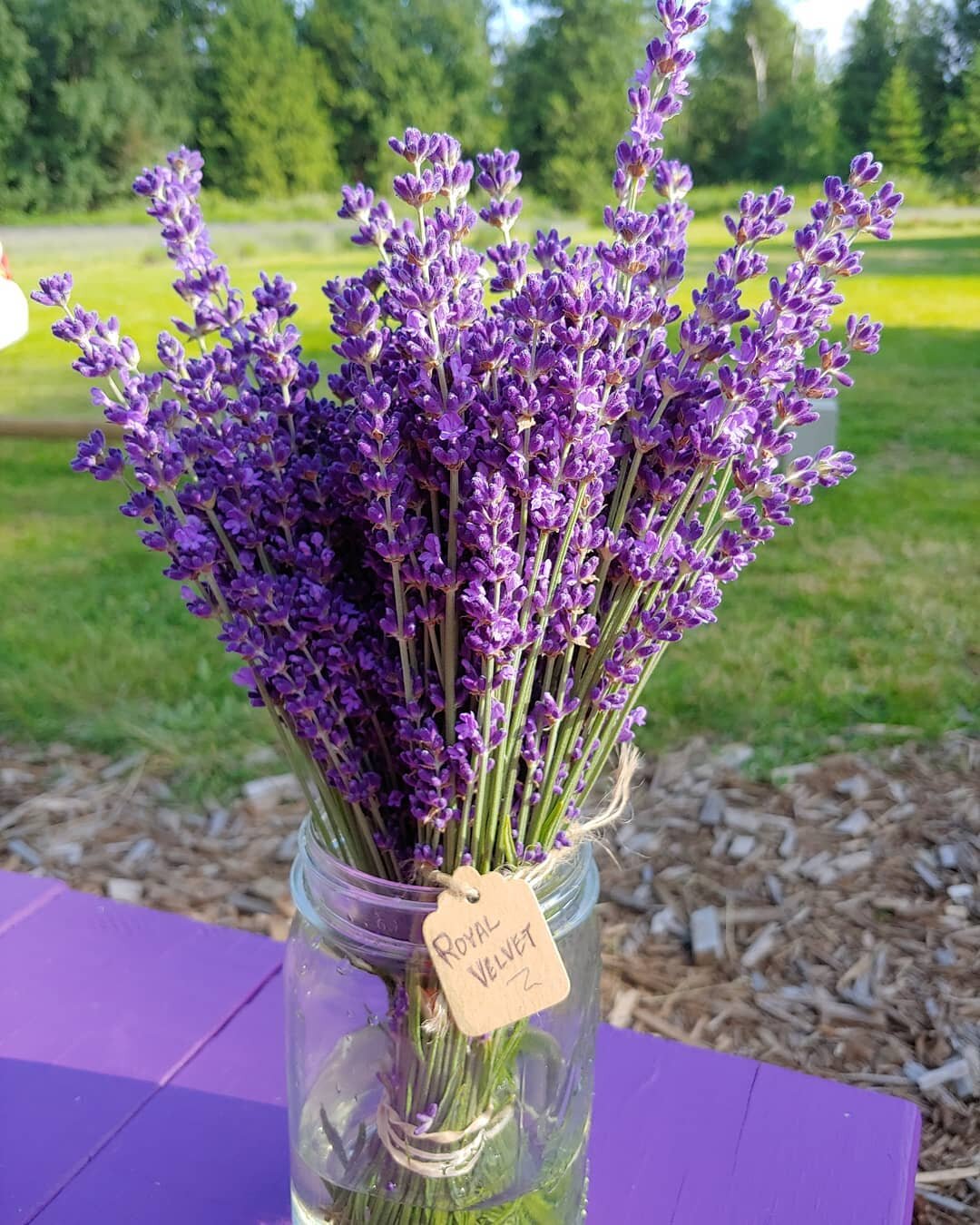 Royal Velvet lavender. Beautiful Dark blue flowers. 10-12 inch stems. Holds its color when dried. This is ready for you to pick now through next week.