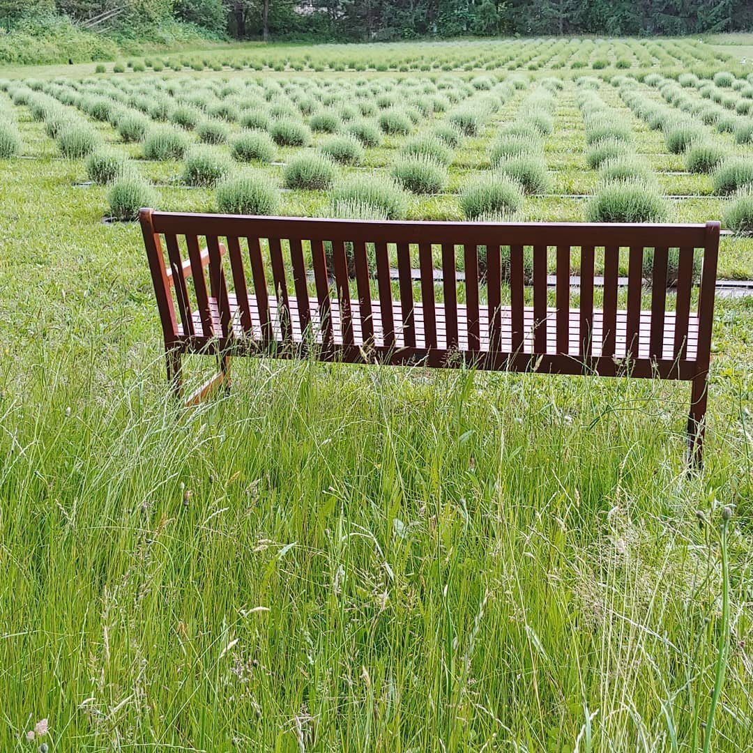 A peaceful evening on the farm. Not much color on the lavender , but it's coming soon !