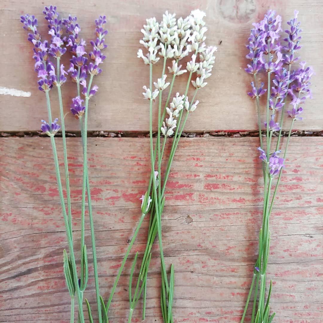 Three kinds of Lavender. Lavendula angustifolia. &quot;Royal velvet&quot; &quot;Melissa&quot; and &quot;Folgate&quot;. All of these are culinary lavender. Royal Velvet makes a great dried bundle. All ready this weekend.