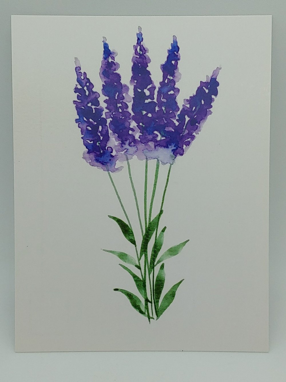 lily turf flower Lily Turf Spicata – Mulder's Nursery LLC main image 0