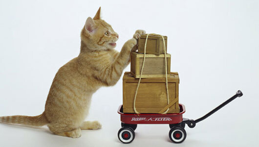 Moving Your Kitty?