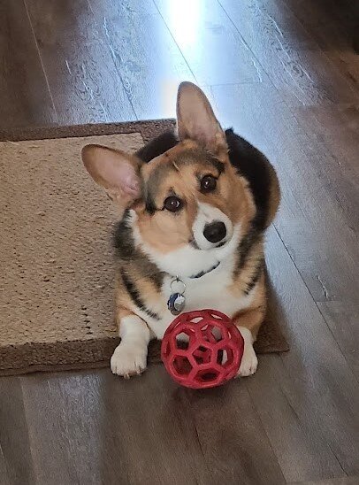 Is Your Fur Baby Sad or Depressed?