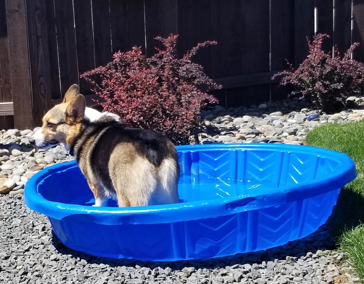 Protecting Your “hot” Fur Baby