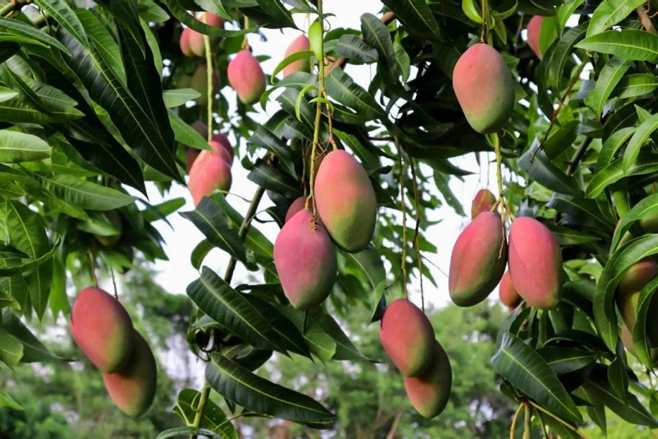 Mango (Mangifera indica)
