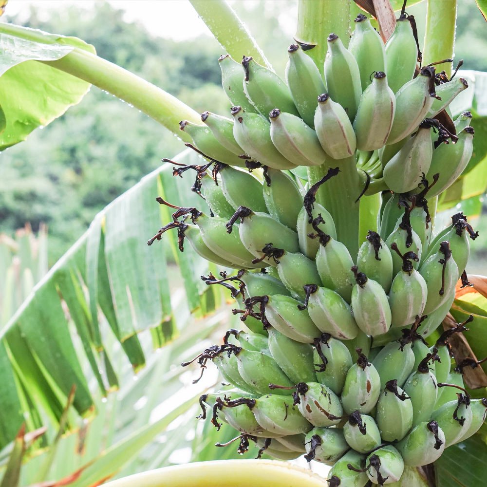 Banana (Musa)