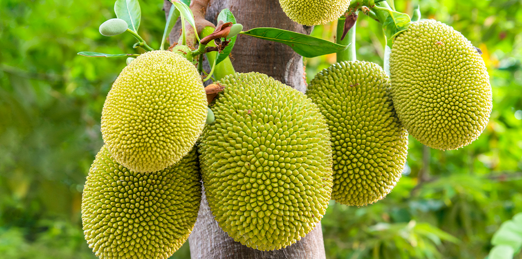 Jakfruit (Artocarpus heterophyllus)