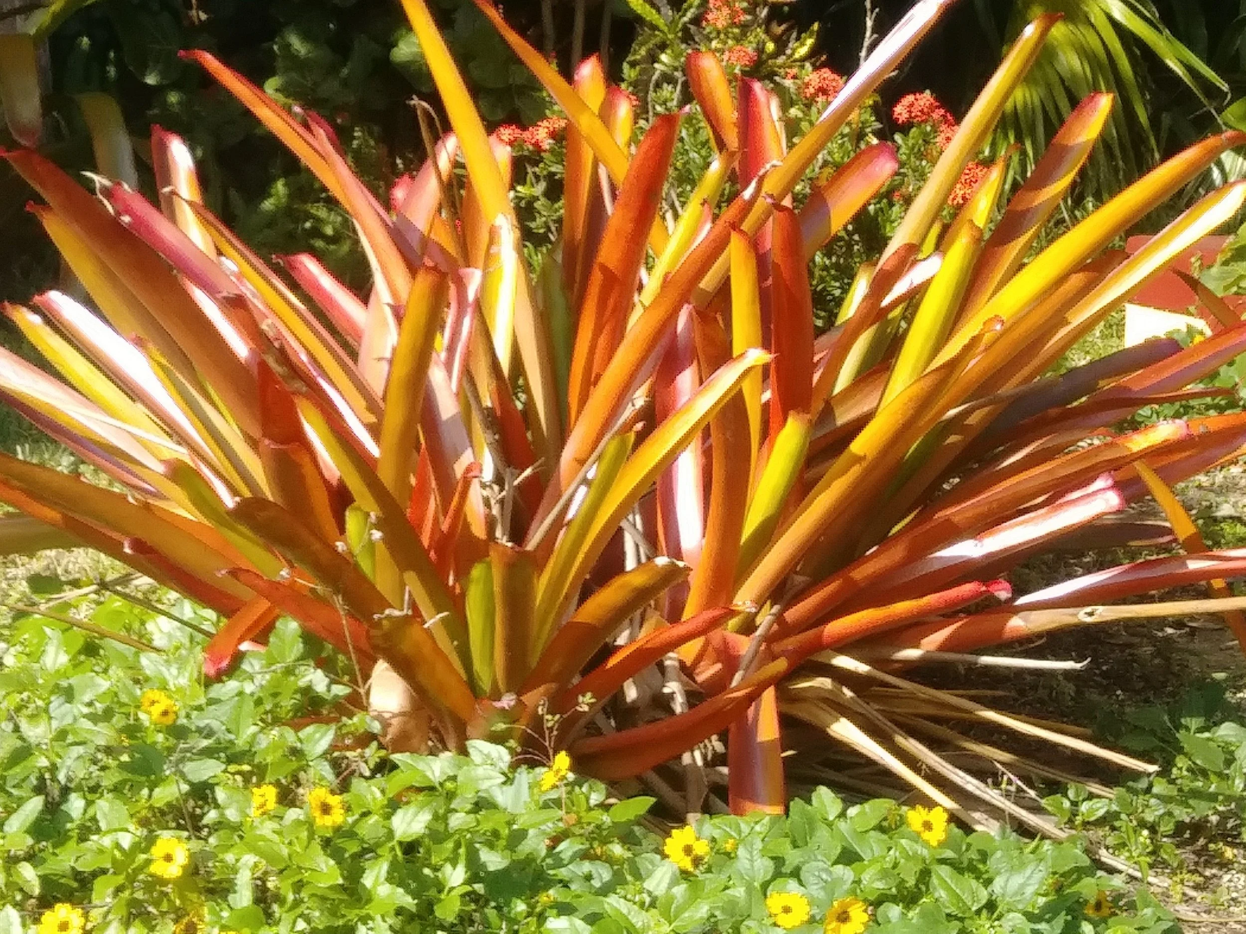Aechmea blanchetiana 'Orangeade'