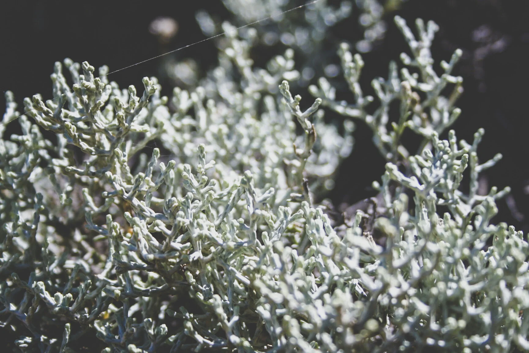 Ironbark_Designs_Studio_Landscaping_Melbourne_Torquay4.JPG