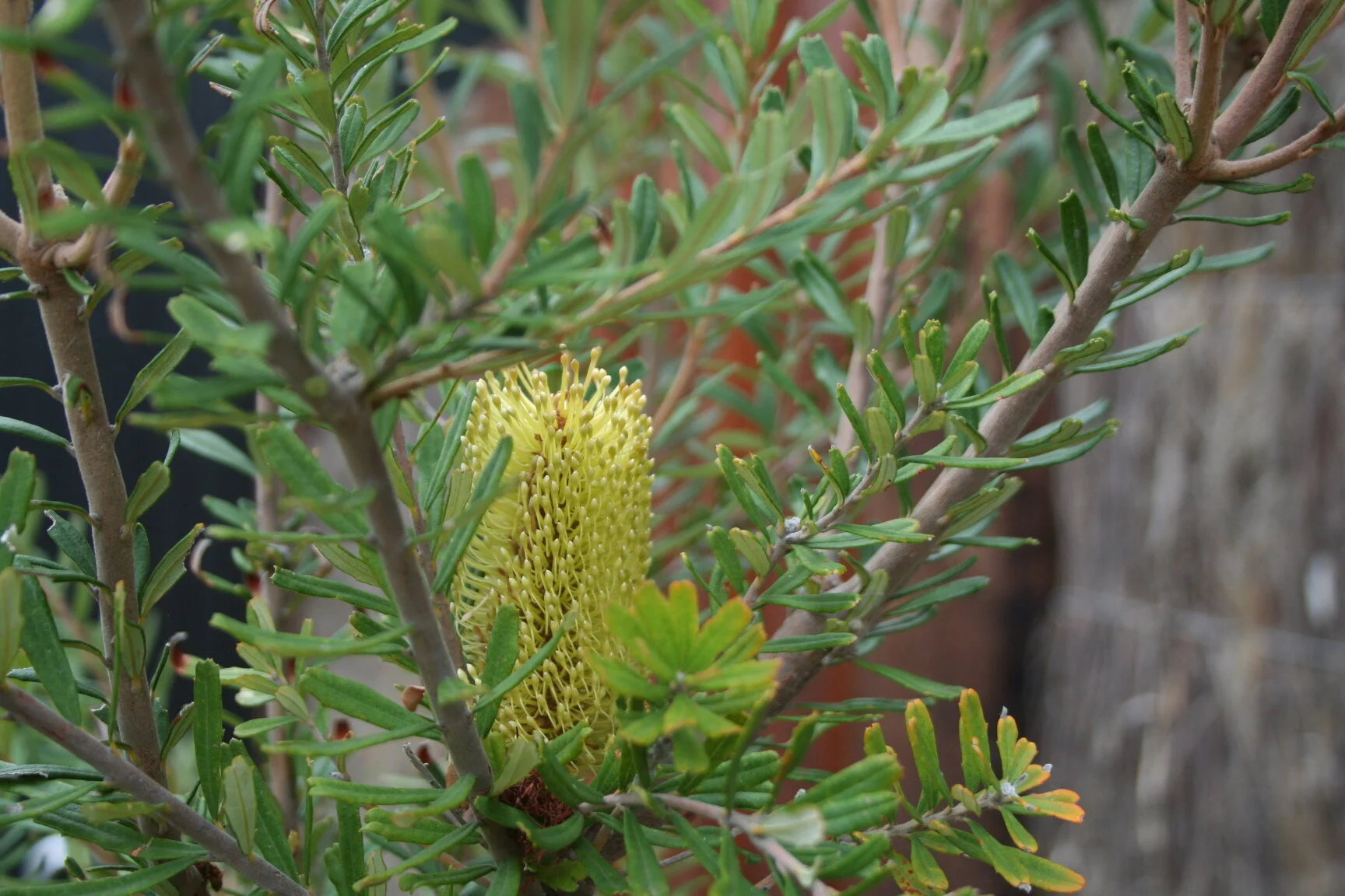Domain rd Banksia.jpg