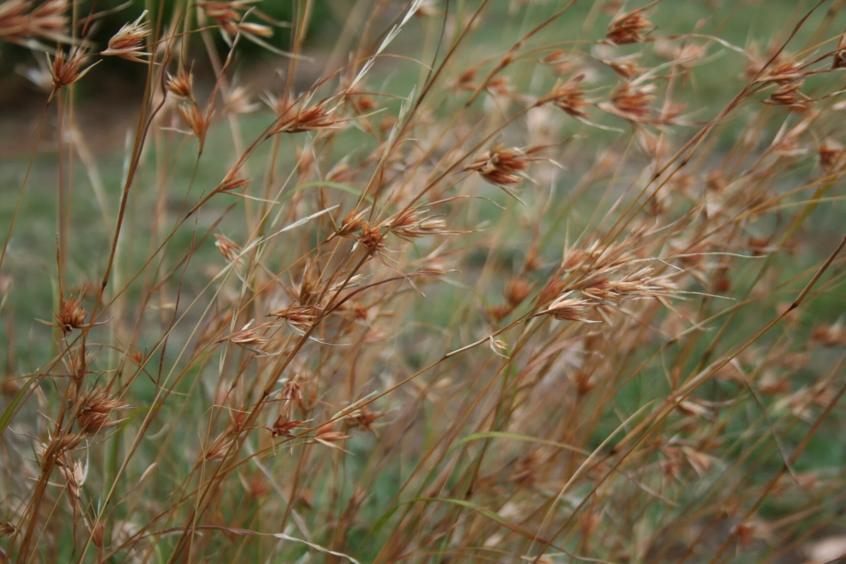 Domain road themeda.jpg