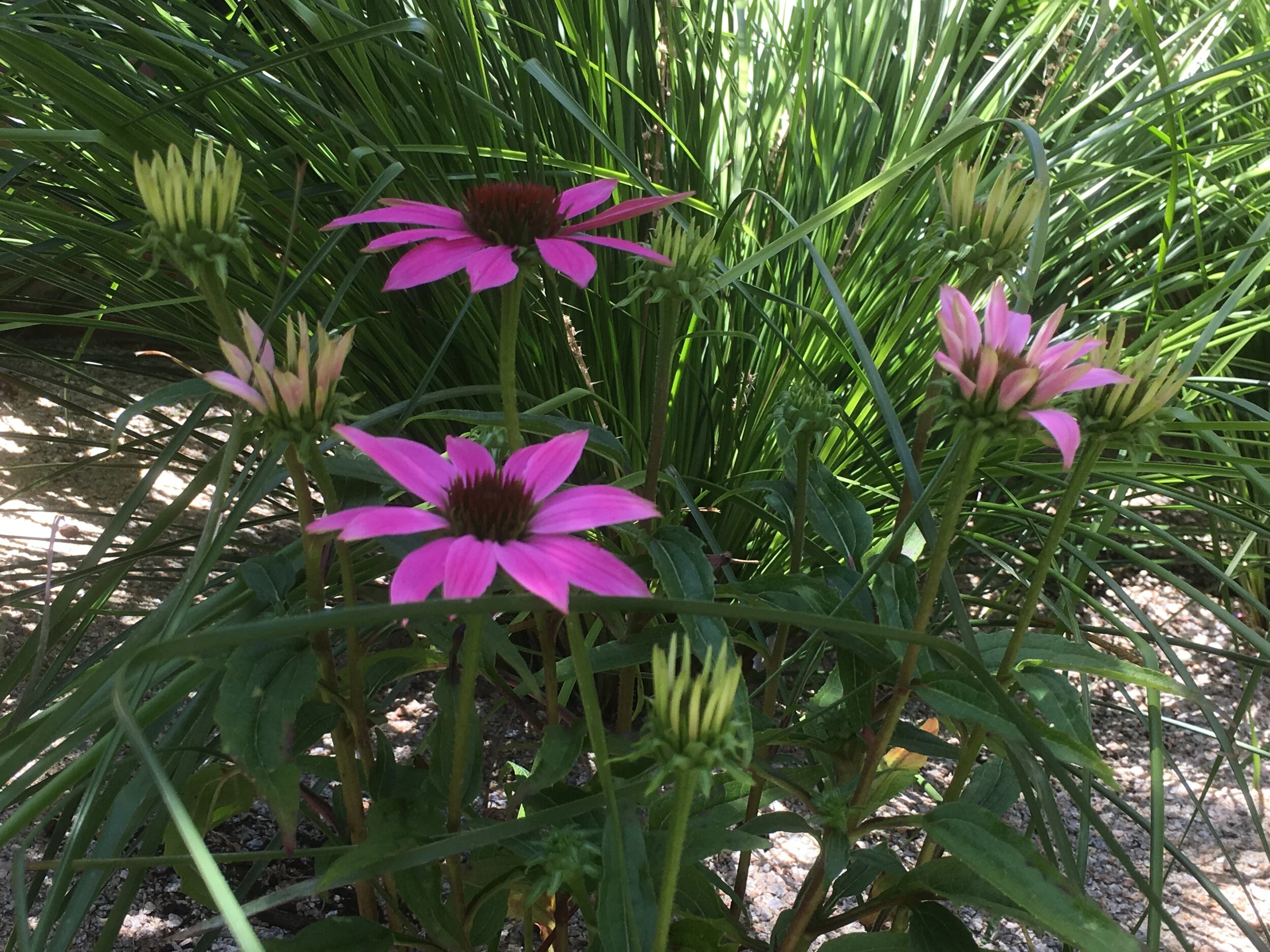 lawson_echinacea.jpg