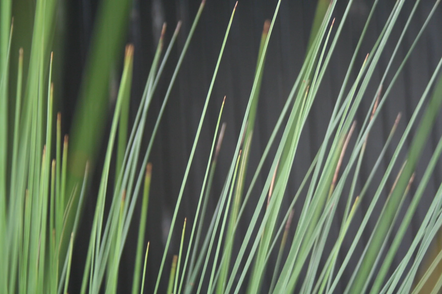 Texture2.jpg