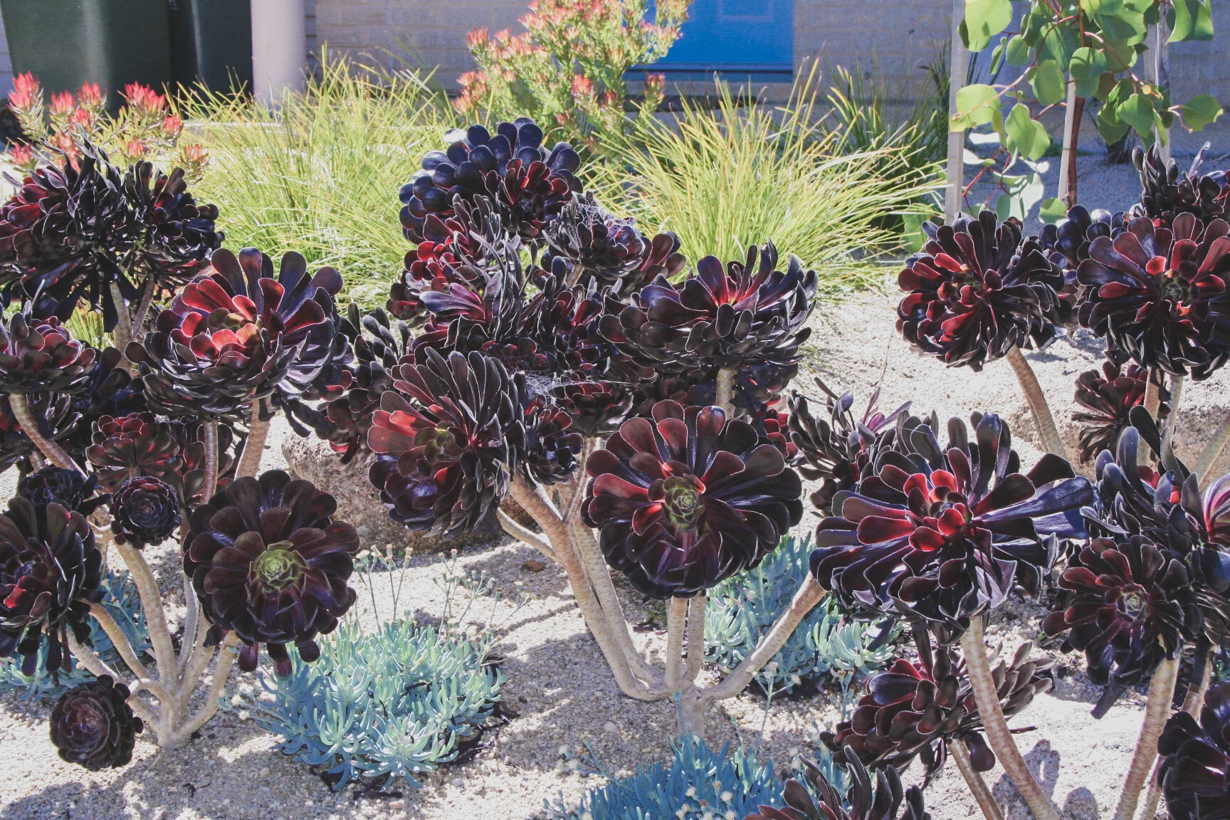 13_landscape_succulents.JPG