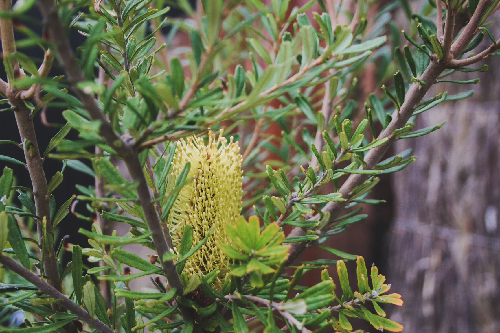 17_Domain_20rd20Banksia_landscape_design.JPG
