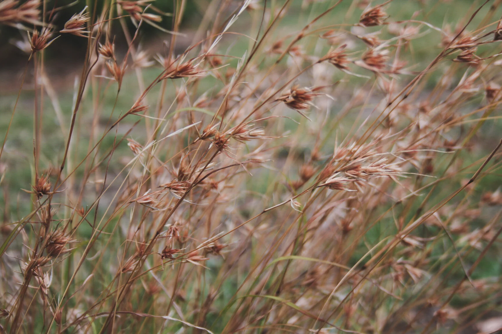 19_Domain_20road_20themeda_garden_design.JPG