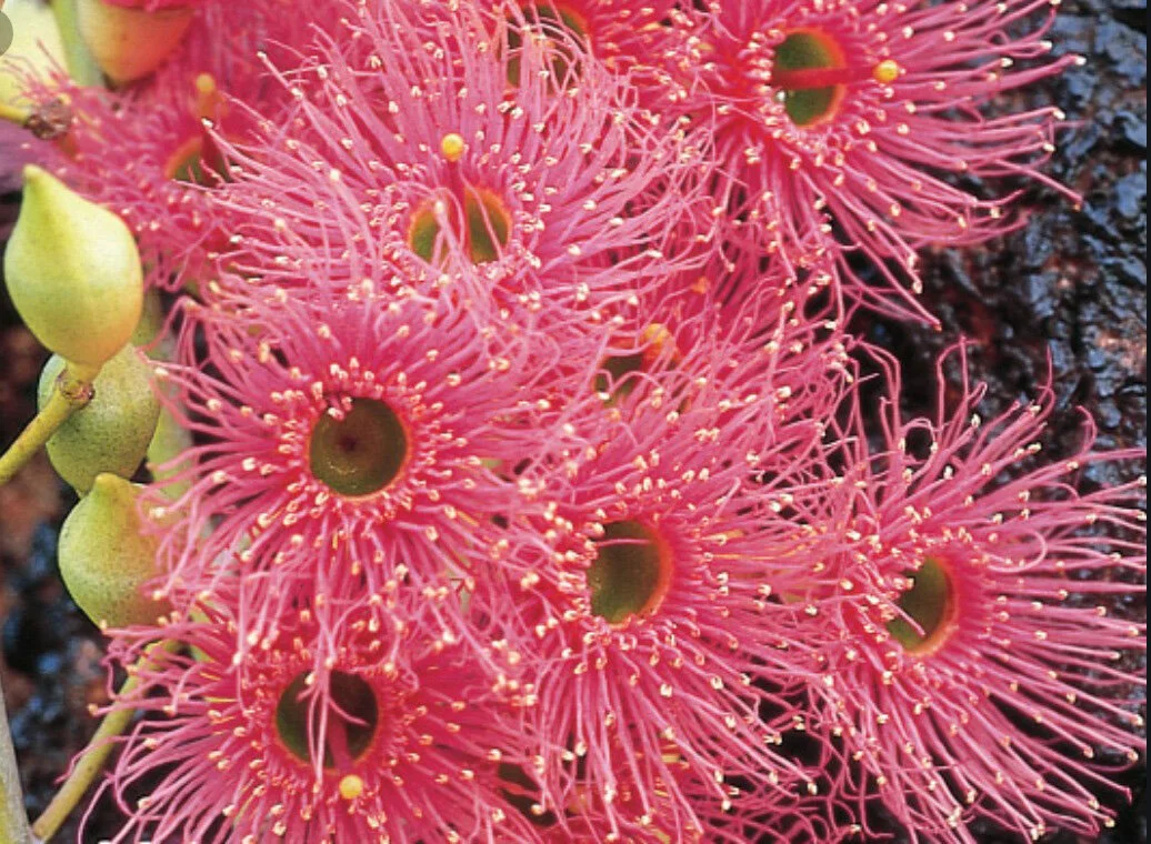 22_ironbark%20flower2.JPG