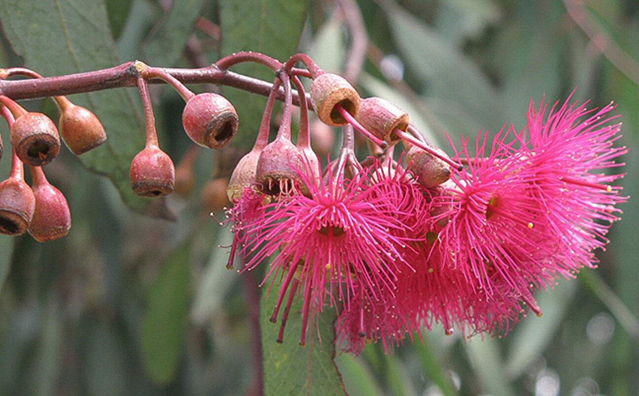 31_ironbarkflower3.JPG