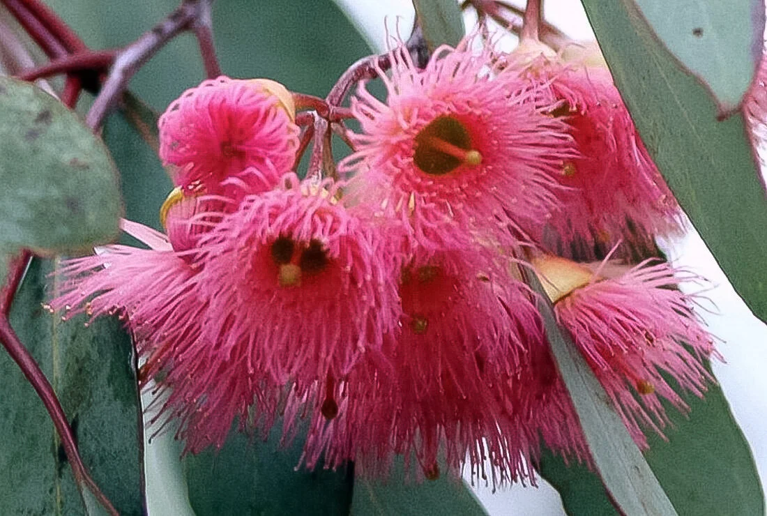 44_ironbark%20flower%20pic.JPG