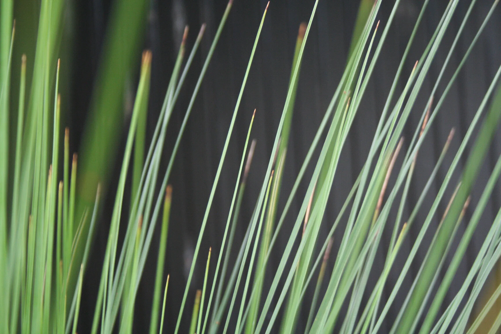 52_Texture2_landscape_design.JPG