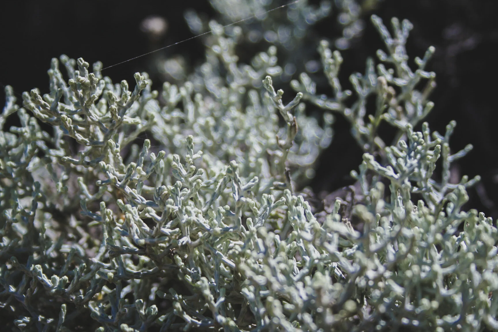 56_texture1_landscaping_surf_coast.JPG