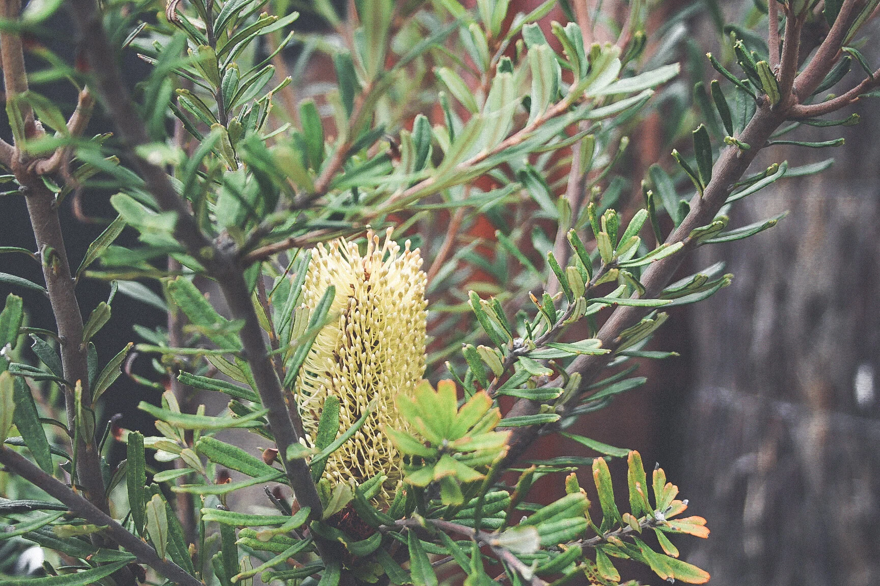 Ironbark_Designs_Studio_Landscaping_Melbourne_Torquay13.JPG