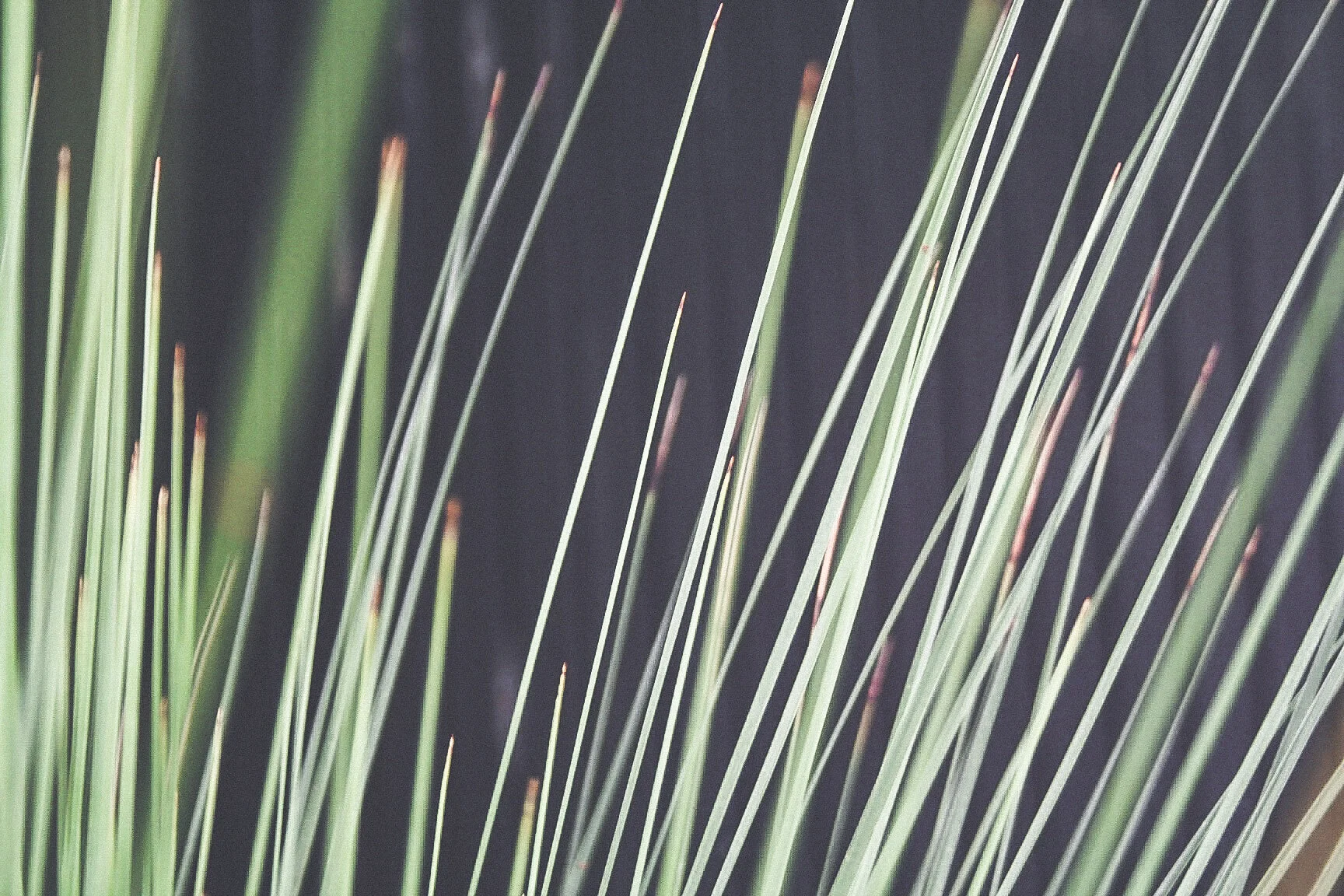 Ironbark_Designs_Studio_Landscaping_Melbourne_Torquay5.JPG