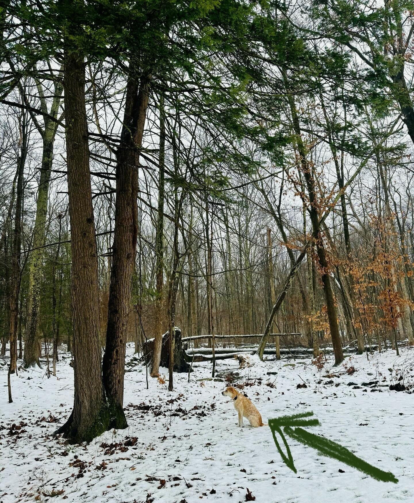 We confirmed two major details on this morning&rsquo;s walk: 1.) indeed there continues to be a family of squirrels living in this tree 2.) one of us is willing to freeze solid waiting for them to venture out😂