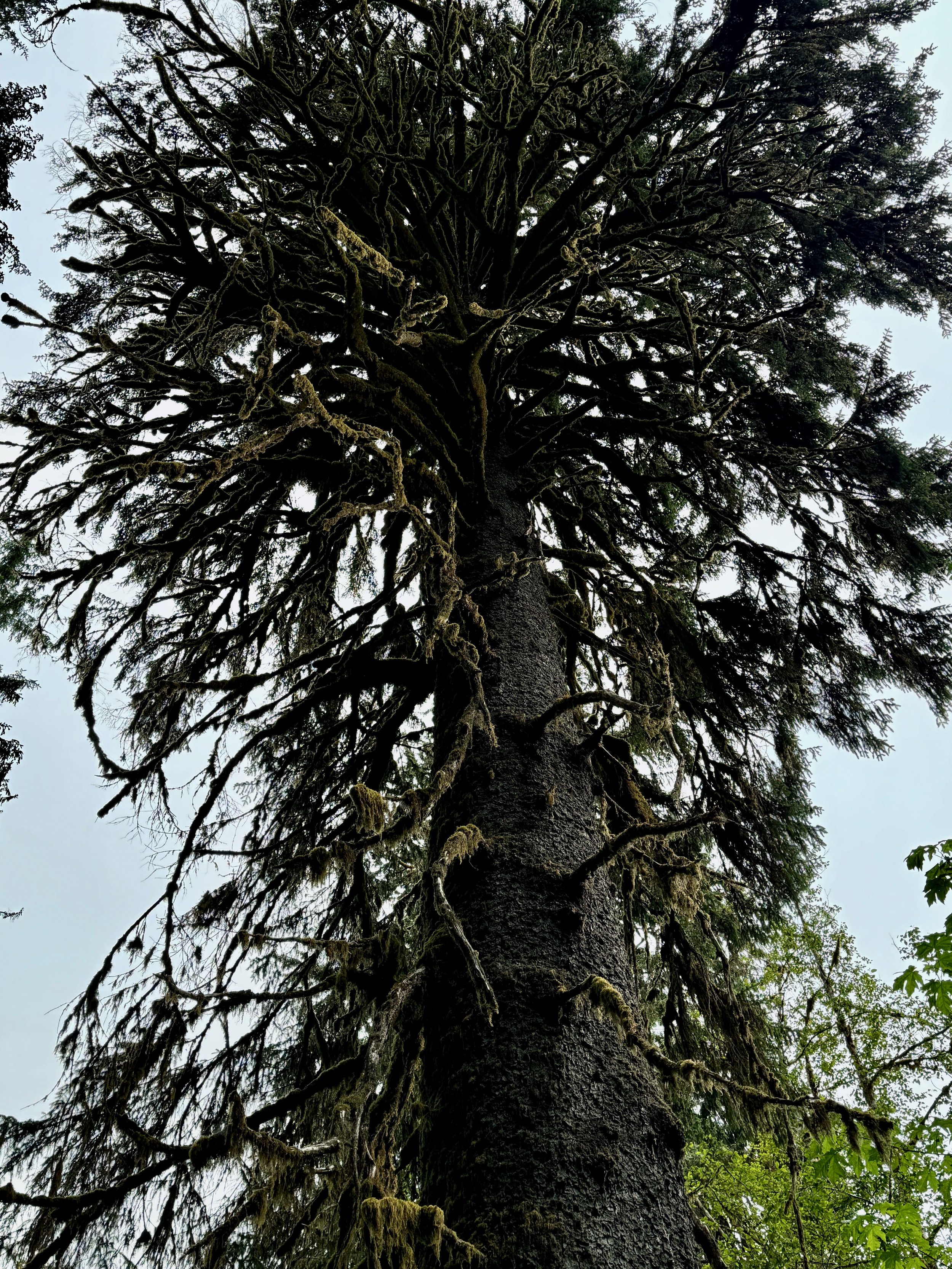 These Trees!!!!! Hoh Rainforest - Olympic NP - Washington State