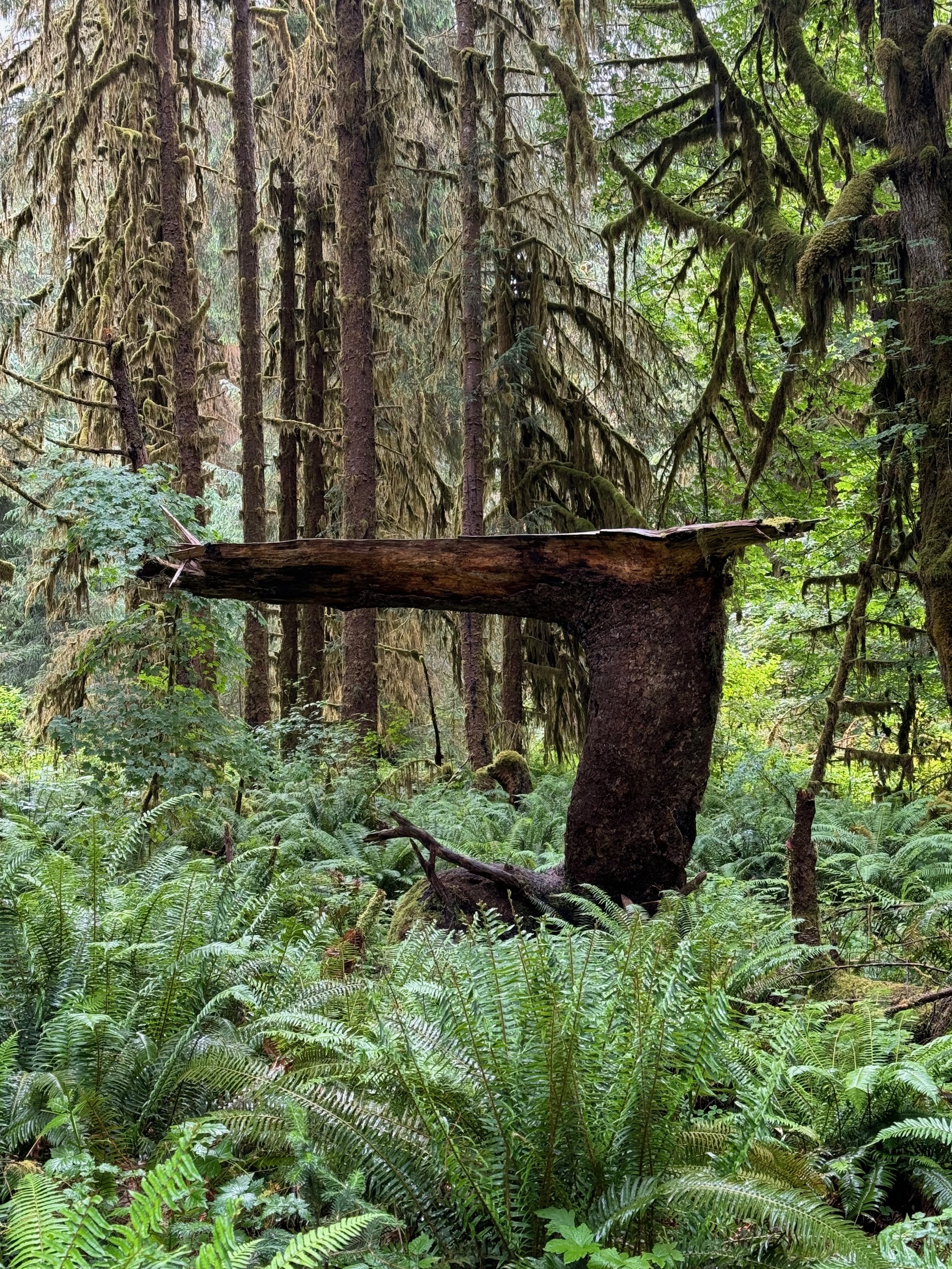 We decided one tree fell onto the stump of another tree here. Hoh Rainforest - Olympic NP - Washington State