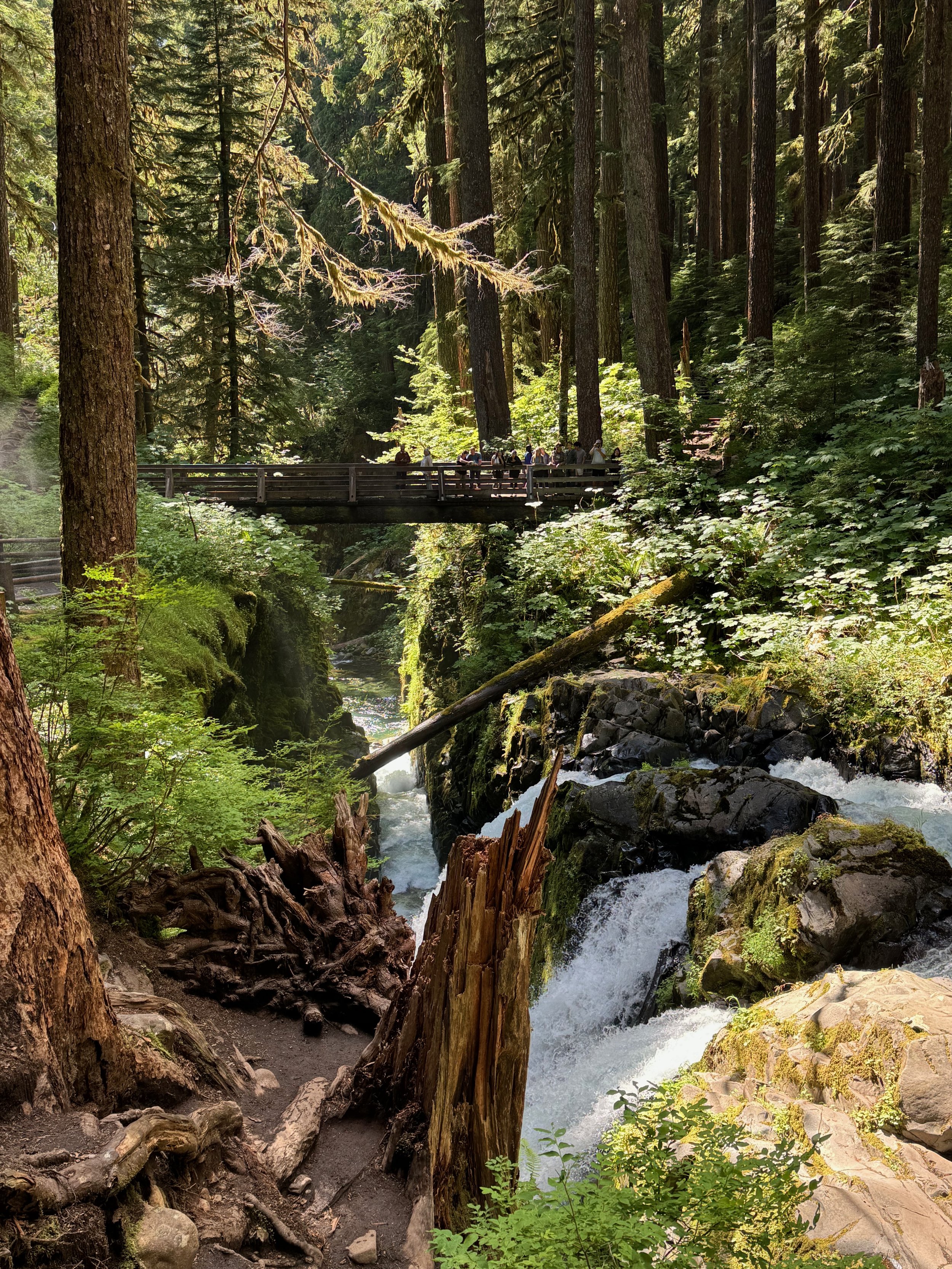 If you look for it, you can see the Sol Duc Falls bridge in this pic. Notice how small the people are compared to the surrounding trees. Sol Duc Falls - Olympic National Park