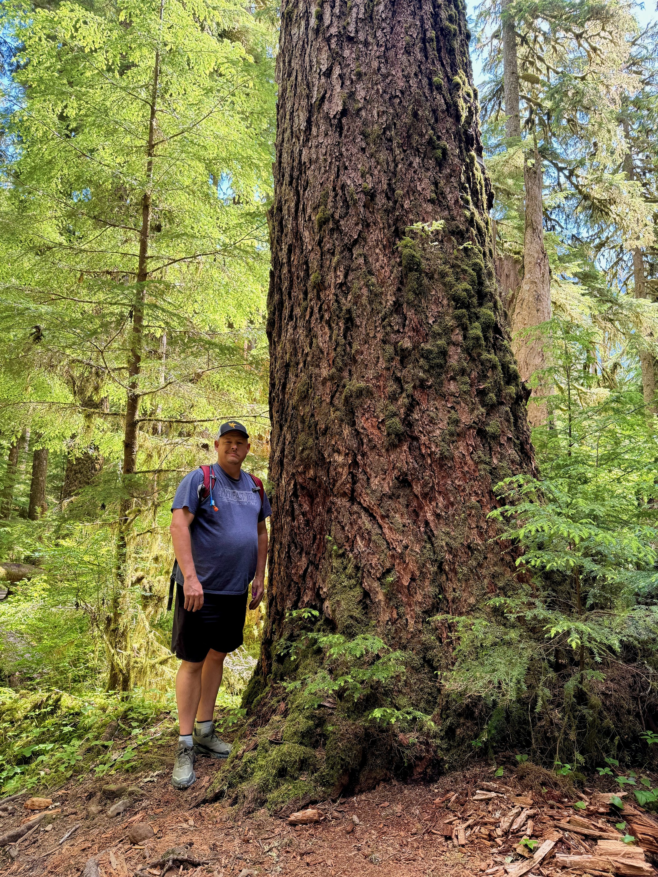 These old growth forests are amazing!! Sol Duc Falls Trail - Olympic National Park