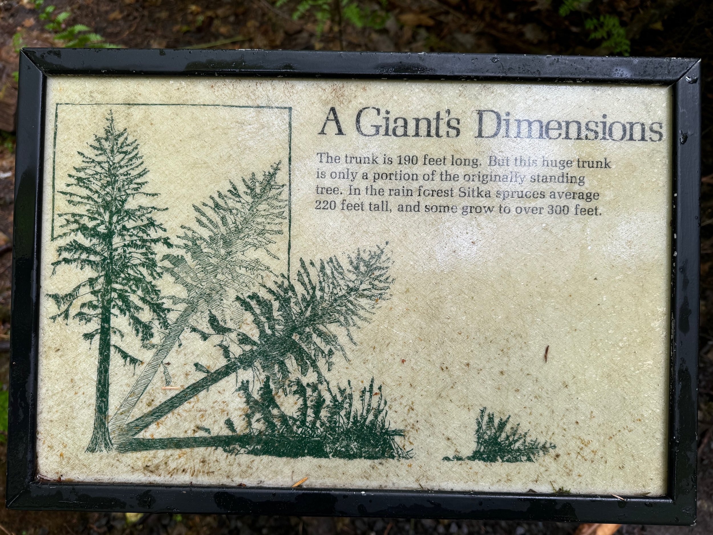 A Giant's Dimensions Informational Placard - Hoh Rainforest - Olympic NP - Washington State