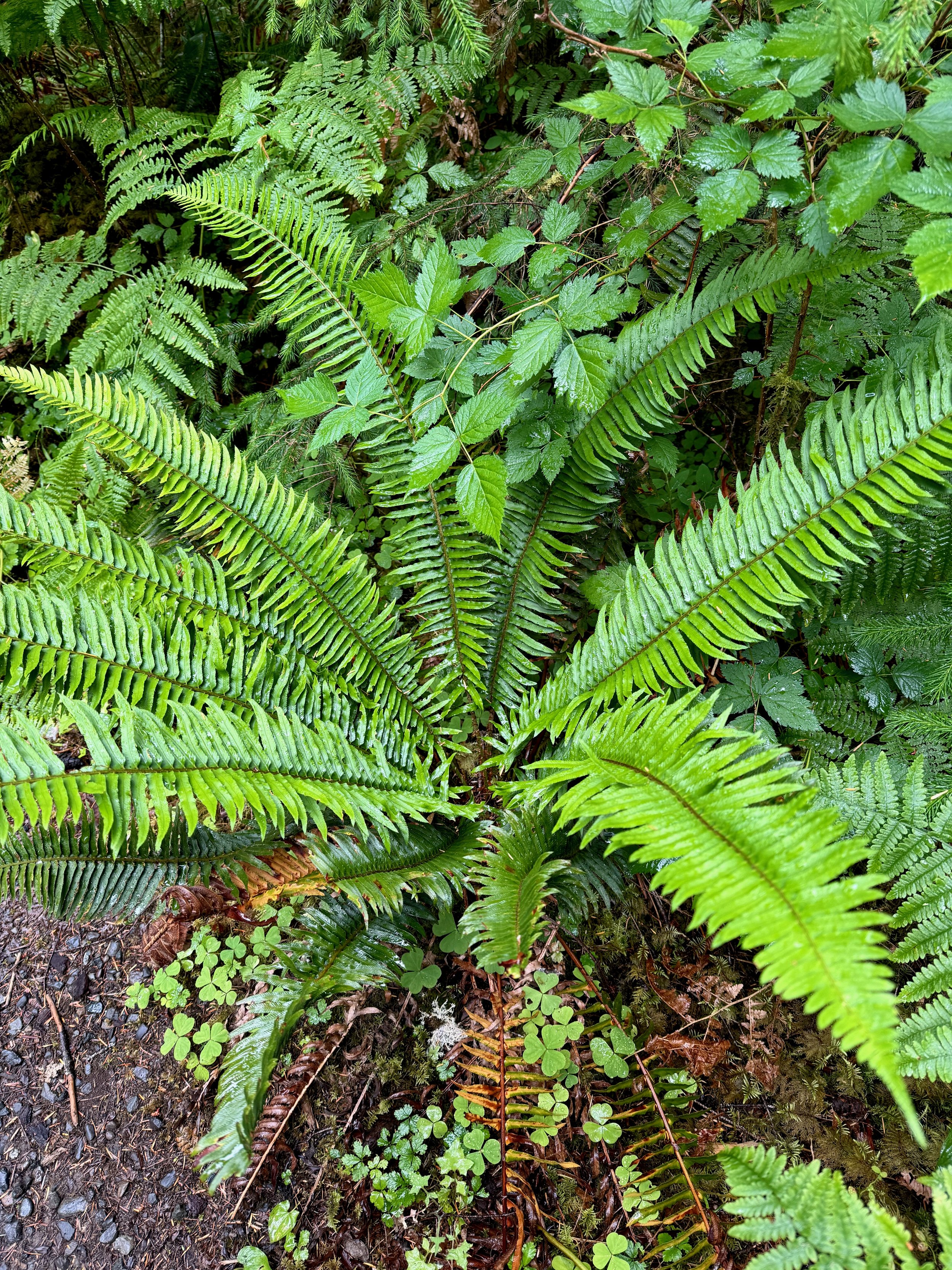 Giant Fern - Hoh Rainforest - Olympic NP - Washington State