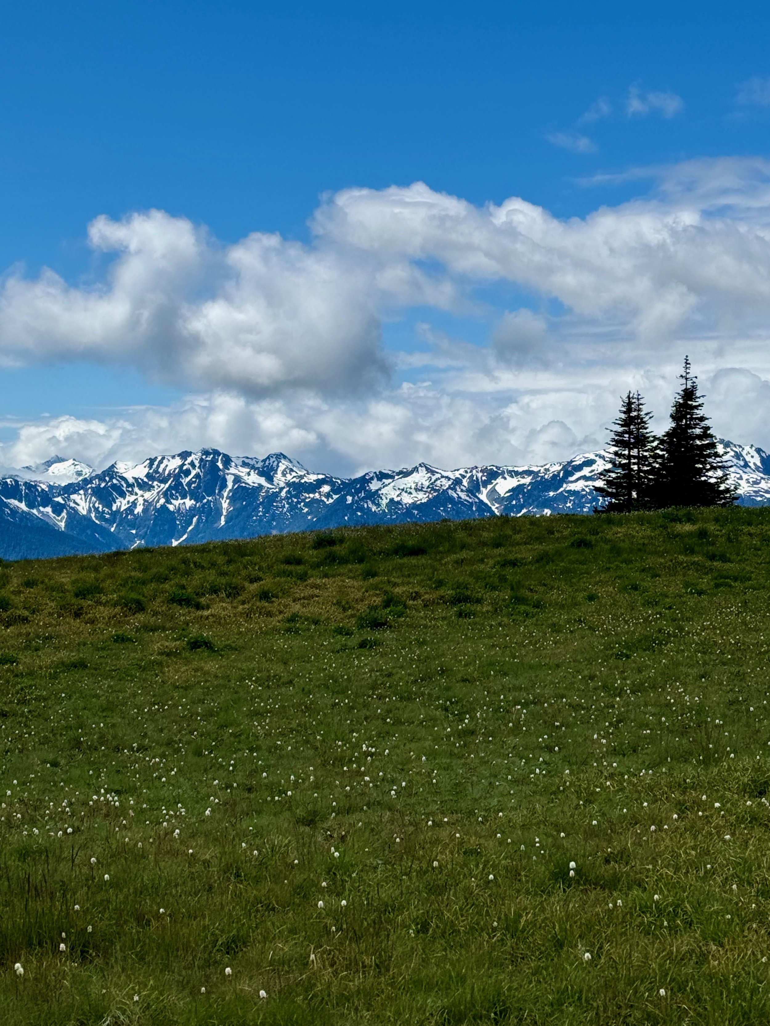 Alpine Meadow at Hurricane Ridge - Olympic National Park